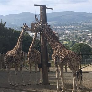 Giraffes