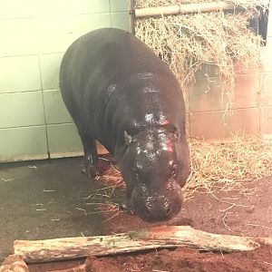 Pygmy hippo