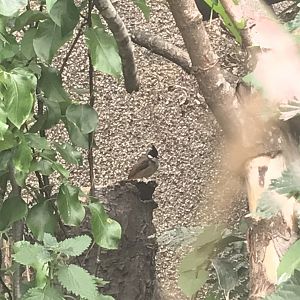 Red-whiskered bulbul
