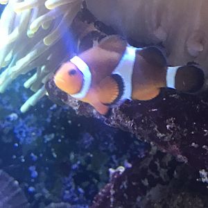 Clownfish