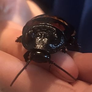 Madagascan hissing cockroach