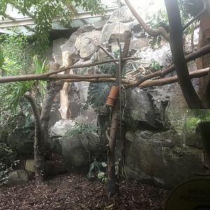 Female koala enclosure