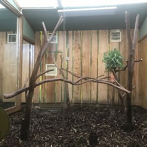Male koala enclosure