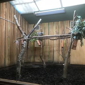 Male koala enclosure (2)