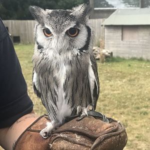 Northern white-faced owl