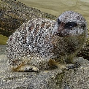 Meerkat (Suricata suricatta) (07/22)