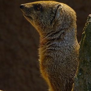 Yellow mongoose (Cynictis penicillata) (07/22)