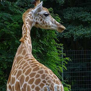 Angolan giraffe (Giraffa camelopardalis angolensis) (07/22)