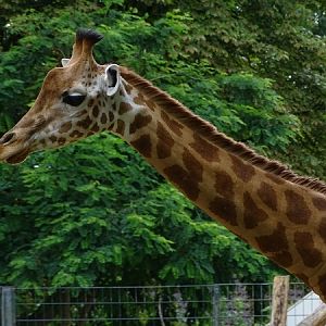 Kordofan giraffe (Giraffa camelopardalis antiquorum) (07/22)