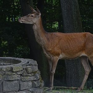 Central European red deer (Cervus elaphus hippelaphus) (07/22)