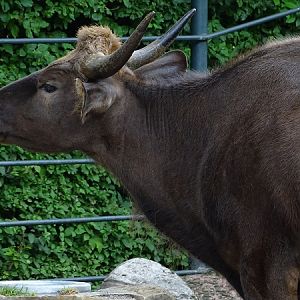 Indian gaur (Bos gaurus gaurus) (07/22)