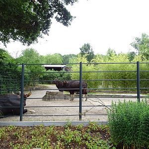 Enclosure for gaurs (07/22)
