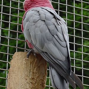 Galah (Eolophus roseicapilla) (07/22)