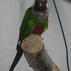 Grey-breasted parakeet (Pyrrhura griseipectus)