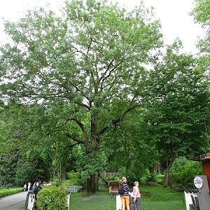 Enclosure for red pandas (07/22)