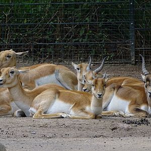 Blackbuck (Antilope cervicapra) (07/22)