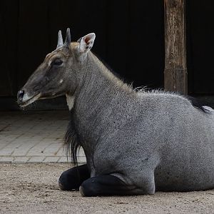 Nilgai (Boselaphus tragocamelus) (07/22)