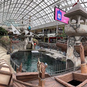 California Sea Lion Exhibit