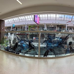 California Sea Lion Exhibit