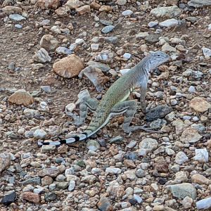 Zebra-tailed lizard (Callisaurus draconoides)