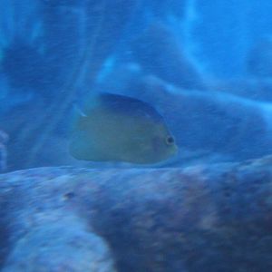 Colin's dwarf angel - Centropge colini