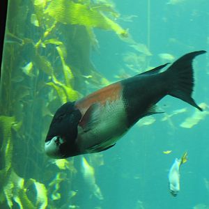 California Sheephead