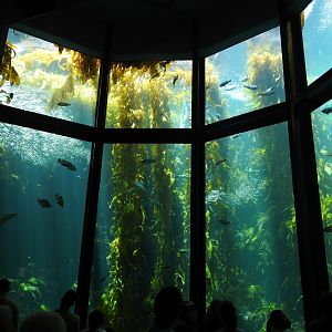 Kelp Forest Main Tank