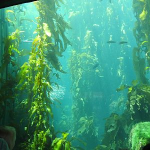 Kelp Forest Tank