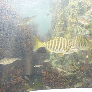Zebra-Perch Chub