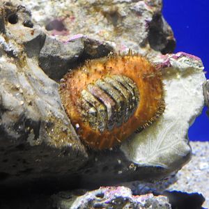 Carnivorous Chiton