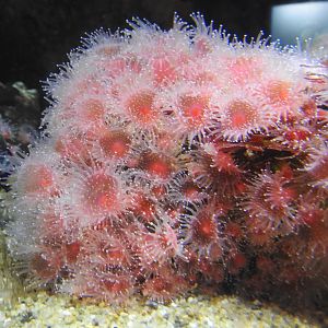 Strawberry Anemone