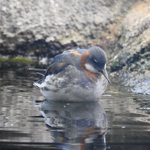 Red Necked Phalarope