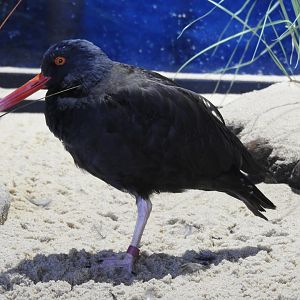 Black Oystercatcher