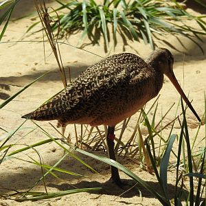 Marbled Godwit