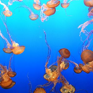 Pacific Sea Nettles