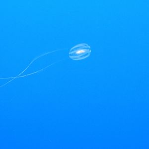 Comb Jelly