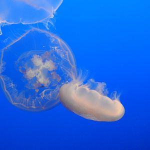 Moon Jellyfish