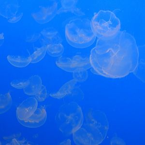 Moon Jellyfish
