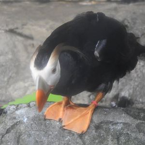 Tufted Puffin