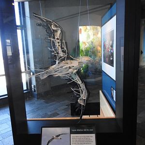 Albatross made of ocean waste