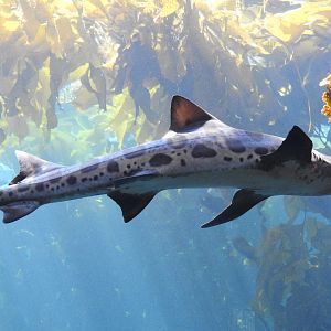 Leopard Shark