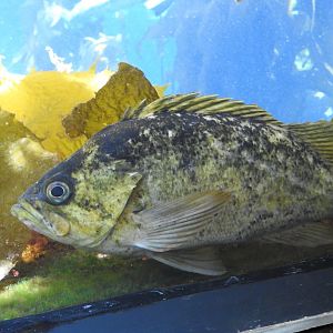 Rockfish