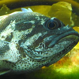 Blue Rockfish closeup