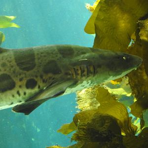 Leopard Shark closeup