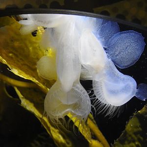 Lion's Mane Sea Slug