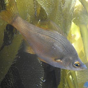 Kelp Surfperch