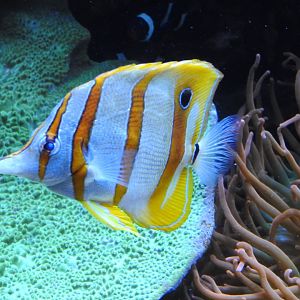 Copperband Butterflyfish
