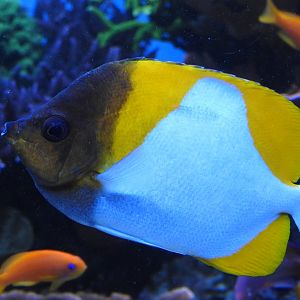 Pyramid Butterflyfish