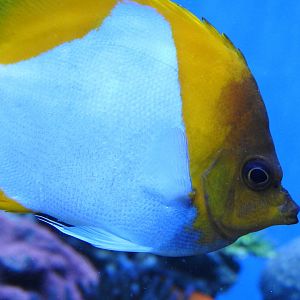Pyramid Butterflyfish