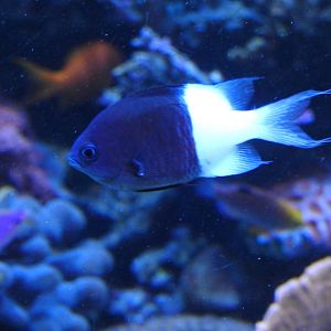 Half-and-half Chromis
